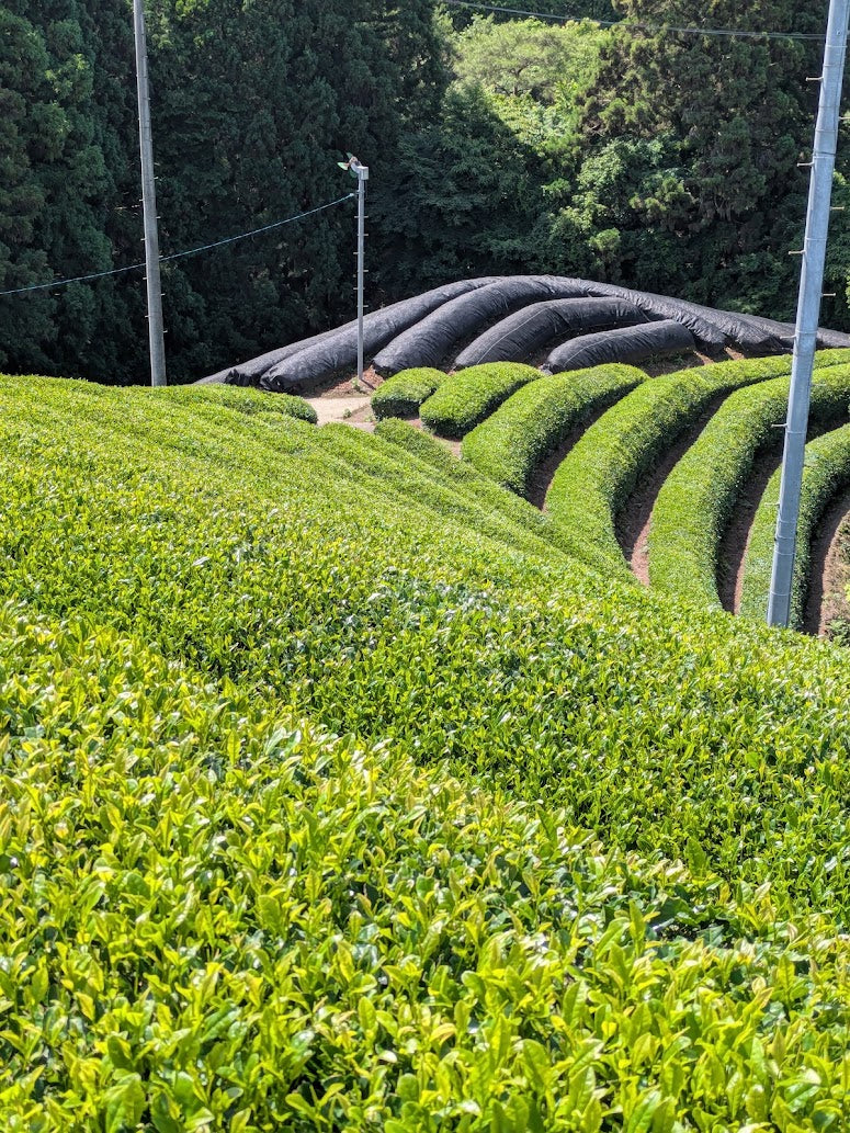 Matcha Ujihikari